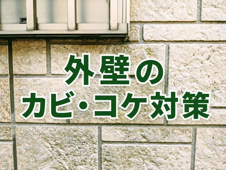 外壁のカビ・コケ対策|原因・放置リスク・自分でできる予防法まで徹底解説