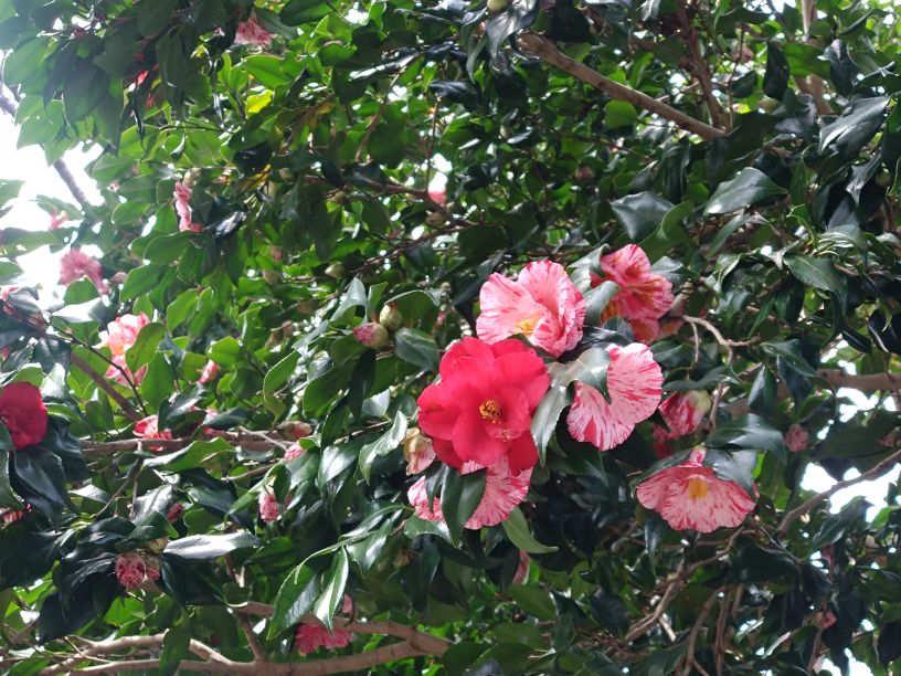 幸田町の外壁塗装｜地理・気候から考える塗替えのポイント